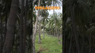 758) Udumalpet To Dharaparam Main Road Based(70 Feet) 2.58 Coconut Farm |#srimahalakshmirealestate