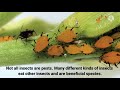 what is pest how to control on pests the entomologist sarmad ali koondhar