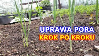 Jak uprawiać Pory KROK po KROKU - Wszystko o uprawie Pora