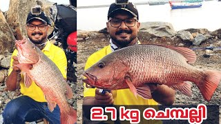 ഞാൻ പിടിച്ചതിൽ വെച്ച് ഏറ്റവും വലിയ ചെമ്പല്ലി || PSYCHO ANGLER || monster mangrove jack fishing...