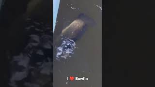 I ❤️ Bowfin!