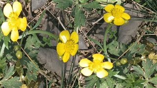 #Creepingbuttercup #Ranunculus #Commonweedplant