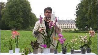 ALL THE BEST PRACTICAL ADVICE FROM A PASSIONATE MAN FOR SUCCESSFUL ORCHID CARE (Chantilly Saga No...