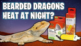 Do Bearded Dragons Need Heat at Night! Do Bearded Dragons need Light 24/7