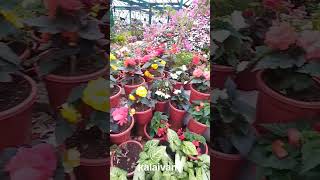 காலை வணக்கம். Good morning.#youtubeshorts #tamilshorts #plants #ஷார்ட்ஸ்