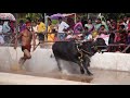 kambala ....the game of tulunadu