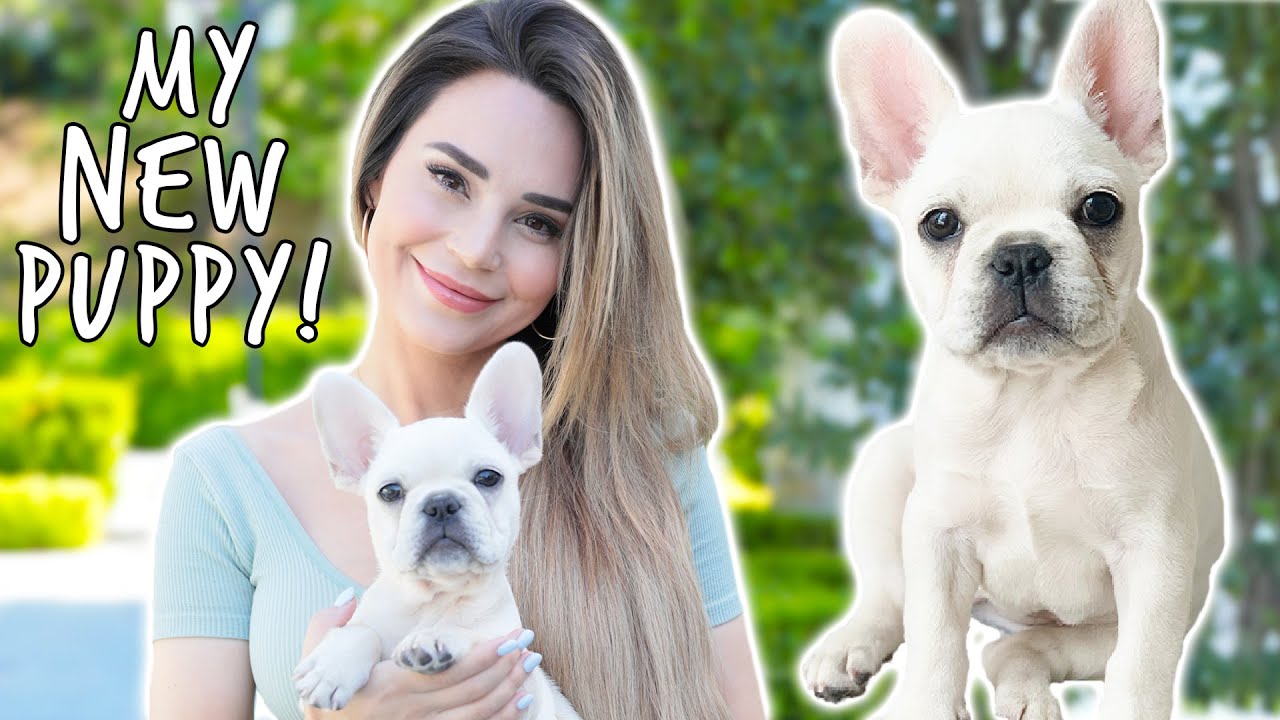 I Got A New Puppy Dog Haul Youtube