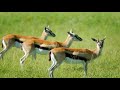 香草山羚羊小鹿 gazelle on spice mountains