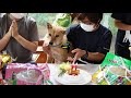 人に捨てられた犬が人を救う災害救助犬にー「夢之丞」11歳の誕生会【ピースワンコ】