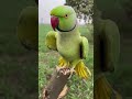 dansing parrot calling sounds parrot parrottalking parrotlover greenparrotvoice