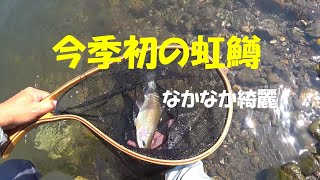 本流竿一本　今季初の虹鱒