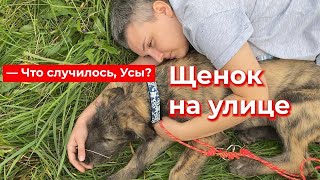 Что случилось, усы? Щенок на улице