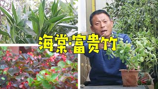 家里要养这3盆花，净化空气又旺宅，有钱人家里都会养！【农村养花匠】