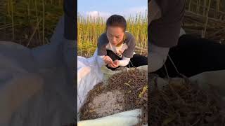 Sesame Harvest #satisfying #short