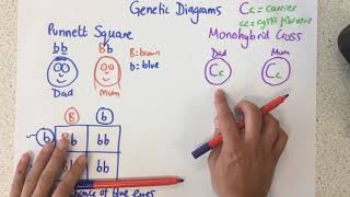 Genetic Diagrams - p28-29