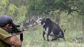 Hunting bulls in the wild 😱👌👍 part 1