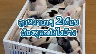 ลูกFrenchBulldog อายุ2เดือนต้องดูแลยังไงบ้าง | GalaxyFrenchbulldog