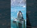 ルーナのうがい shorts 鴨川シーワールド シャチ kamogawaseaworld orca killerwhale