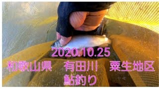 和歌山県 有田川 (粟生地区)の鮎釣り　2020.10.25