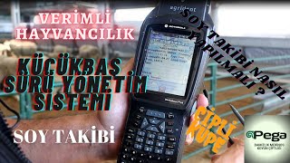 KÜÇÜKBAŞ HAYVANCILIKTA SÜRÜ YÖNETİMİ | SOY TAKİBİ NASIL YAPILMALI ?