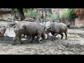 🦏イチャイチャしだした天王寺動物園のサイのサミアとライ💕😊