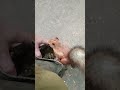 Опять учу белку нехорошему i m teaching a squirrel something bad again