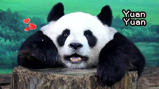 圓圓趴樁哈哈笑:今日我最萌😍|super cute Giant Panda Yuan Yuan,圆圆,貓熊,大貓熊,大熊貓|台北動物園|Taipei zoo