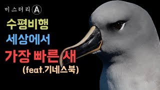 수평비행, 세계에서 가장 빠른 새 / 한국에서 잘못 알려진 새 군함조