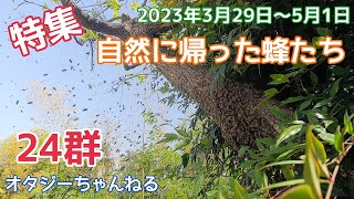 【日本みつばち】自然に帰った蜂たち 24群 2023年春 分蜂 特集