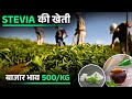 मीठी तुलसी की खेती से बम्पर कमाई | मिलेगी 20% सब्सिडी | Stevia Farming | Stevia Cultivation |