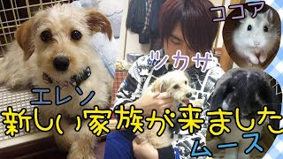 ［子犬癒し］新しい家族が来ました。［トイプードル×チワワ］