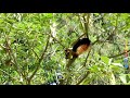 malabar giant squirrel