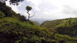 The Kohala Ditch Trail: 4.0 into honoke'ā