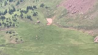 Huge Elk Herd Migration Pattern seen in Elk Mountains, high alpine traversing