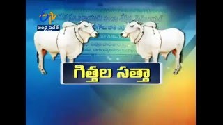 Ongole Bull Show Started at Medarametla of Prakasam District