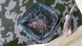 Monitor Check Tray Vannamei White Shrimp Pond Farming