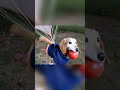 Собака с яблоком ЛЕТИТ на воздушном ШАРЕ с Пистолетом 💀🤯 apple dog memes мем fyp тикток