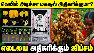 கடலையில் எடை குறைய 5 காரணங்களும் அதன் தீர்வுகளும் | Ground Nut Fertilizer | TCG |