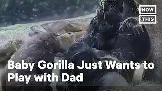 Baby Gorilla Just Wants to Play with Dad | NowThis
