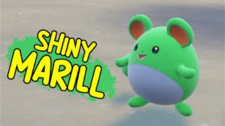 Shiny MARILL Reaction! Pokemon Violet! Sparkling Power 3 Sandwich Buff!