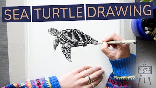 How to Draw a Realistic Sea Turtle Step by Step