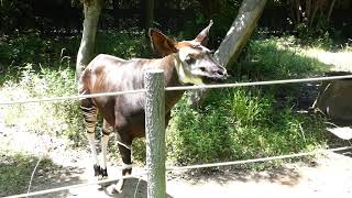 【動物】よこはま動物園ズーラシアのオカピ（令和元年6月26日）キリンの仲間