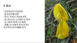 302 애니시다, Scotch broom