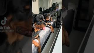 3 Rott weiler dog whatsapp status#trending #shorts #youtube