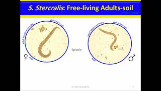 Strongyloides stercoralis: Nematodes