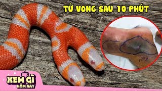 10 Loài Rắn Độc Nhất Việt Nam - Lấy Mạng Trong Tích Tắc | Động Vật Hôm Nay #4