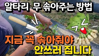 알타리 무우 솎는방법 노하우 공개 - korea radish 총각무