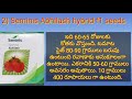 best hybrid tomato మంచి హైబ్రిడ్ టమాట విత్తన రకాలు best tomato seeds in telugu my wildlife