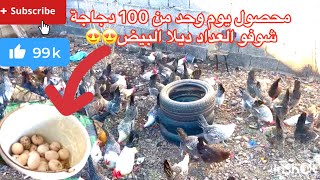 شوفوا حصة اليوم من البيض 100 دجاجة يوم 1، بيض بلدي صحي و طبيعي تربية الدجاج🥚🥚🐔🐔😍😍