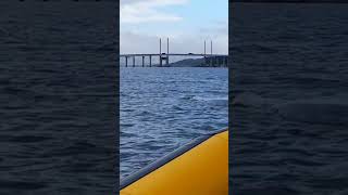 Fin Whale Up Close and Personal - Inverness, Scotland